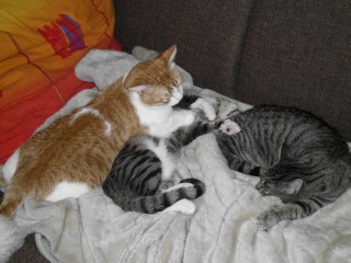 m Bild von Milow