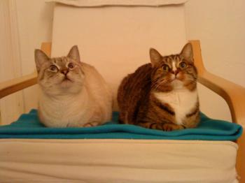 Bild von Tino