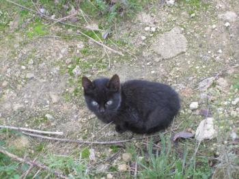 o Bild von Binga