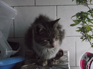 l Bild von Lodi
