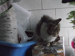 l Bild von Lodi