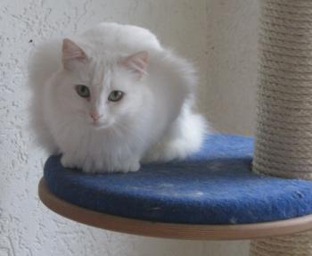 s Bild von Sami