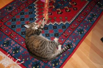 t Bild von Tiger