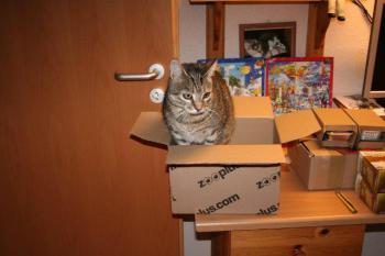 t Bild von Tiger