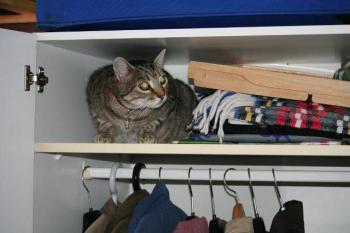 t Bild von Tiger