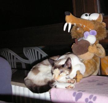 d Bild von Daisy