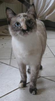 c Bild von Chanel