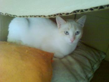 d Bild von Dori