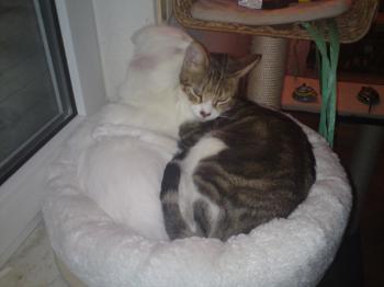 h Bild von Hansel