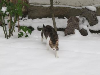 h Bild von Hansel