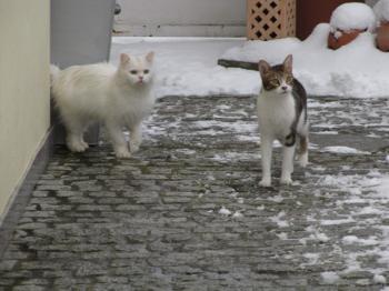 h Bild von Hansel