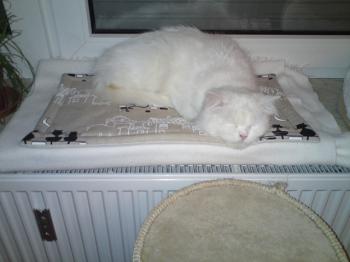 t Bild von Tommy