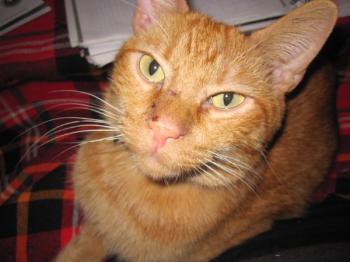 h Bild von Henry