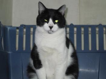 Bild von Snoopy