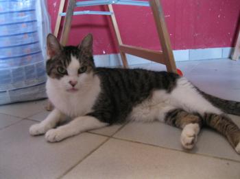 b Bild von Barney