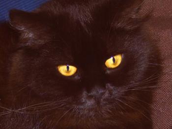 n Bild von Noe