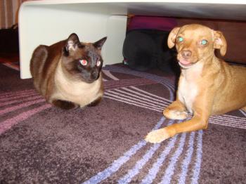 Bild von Simba