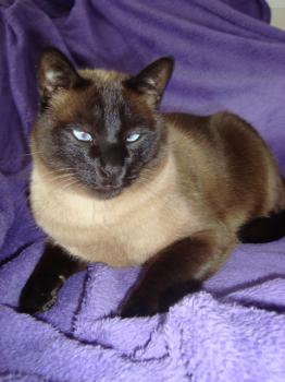 Bild von Simba