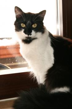 c Bild von Calixto