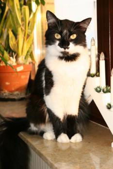 c Bild von Calixto
