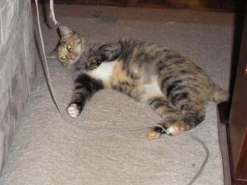 s Bild von Silwa