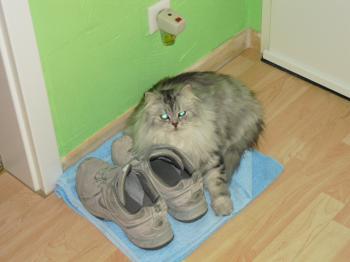 k Bild von Kenzo