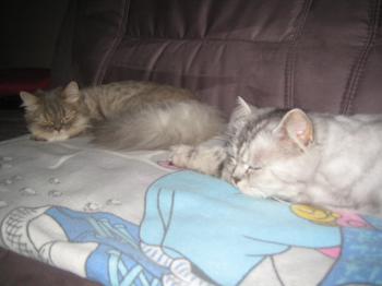 k Bild von Kenzo