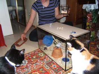 p Bild von Pampero
