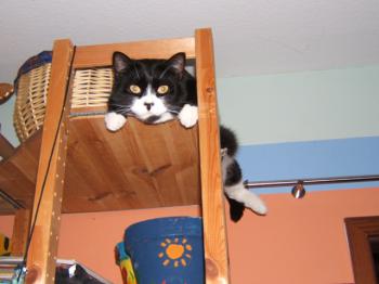 p Bild von Pampero