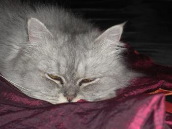 t Bild von Talia