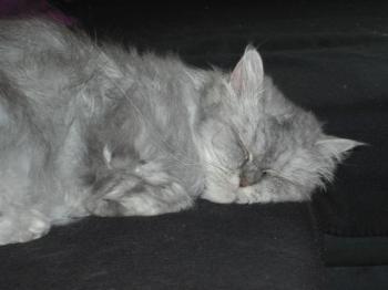 t Bild von Talia