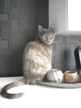 y Bild von Yumi