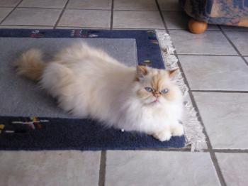 a Bild von Aslan