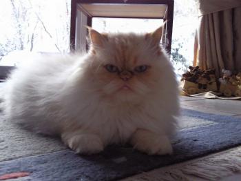 a Bild von Aslan