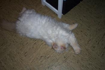 b Bild von Bolita