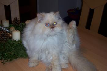 b Bild von Bolita