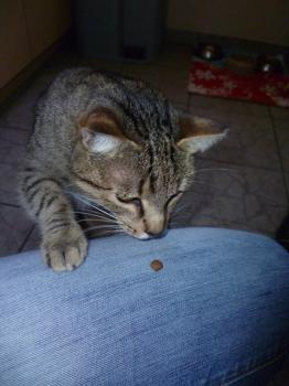 t Bild von Tanit