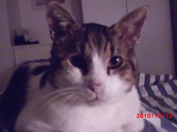 c Bild von Croqueto