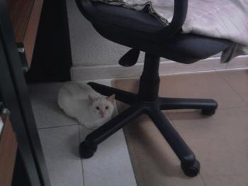 c Bild von Cenit