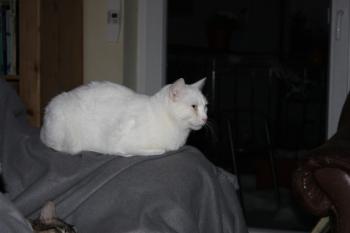 b Bild von Blanquito
