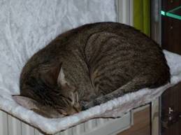 t Bild von Travis