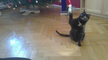 c Bild von Casey