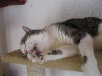 b Bild von Barney