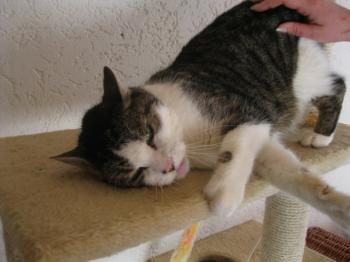 b Bild von Barney