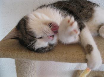 b Bild von Barney