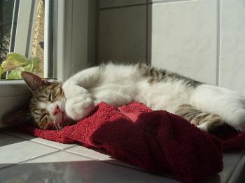 l Bild von Llody