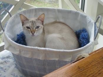 Pauline Bild von Bibi