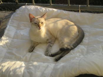 Pauline Bild von Bibi