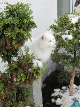 t Bild von Tommy