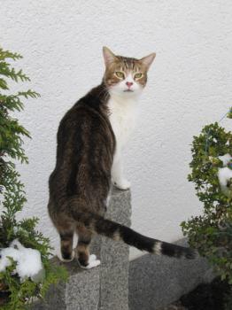 h Bild von Hansel